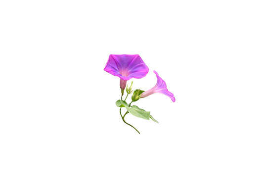 Isolated image of purple morning glory flower on png file on transparent background.