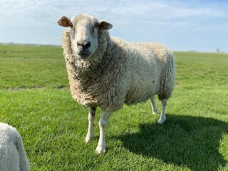 Naklejka na ściany i meble Sheep on a green meadow in good weather
