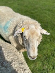 Naklejka na ściany i meble Close-up of a sheep eating on a green meadow under blue sky