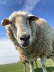 Fototapeta premium Close-up of a sheep eating on a green meadow under blue sky
