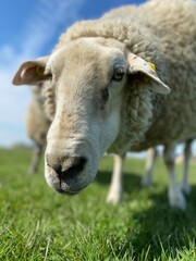 Close-up of a sheep eating on a green meadow under blue sky