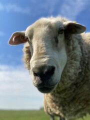 Close-up of a sheep eating on a green meadow under blue sky