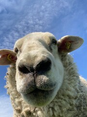 Close-up of a sheep eating on a green meadow