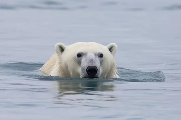 Fotobehang Polar bear swimming in icy water © Dan