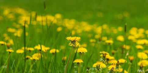 Yellow wildflowers of blooming dandelions on green background of grass lawn summertime for calendar, seasons banner, weather.