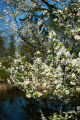 Fototapeta premium spring in the park