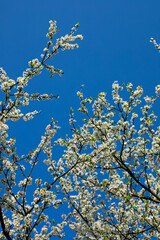 cherry blossom in spring