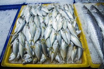 Several small mackerels are arranged in a row for sale at the seafood market.