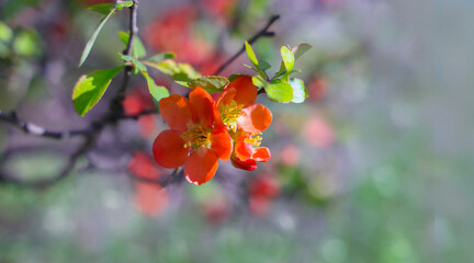 Orange flowers of Japanese quince blooming on a branch. Flowering fruit trees in spring garden bokeh background.