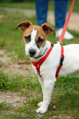 jack russell terrier