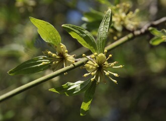 Cornus mas tree with small yellow flowers at spring