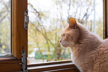 domestic cat looks out the window to the street