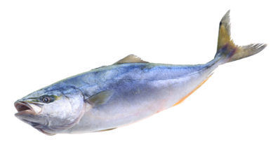  Fish yellowtai on white background (Japanese amberjack) isolated