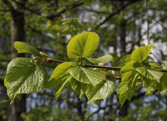 growing green leaves of linden tree tree at spring close up