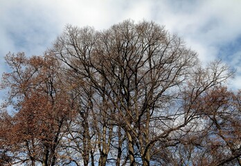 landscape with old,decciduous,leafless  trees at spring