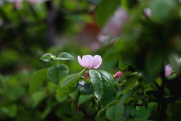 Pink blossoms on quince tree. Selective focus.
