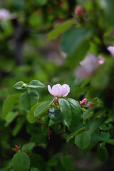 Pink blossoms on quince tree. Selective focus.