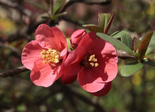 pretty red flowers of Chaenomeles japonica bush at spring close up