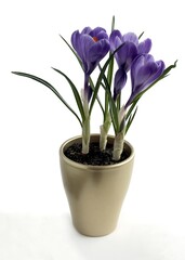 lila crocus -flowers  in a pot at spring