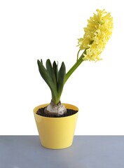pretty hyacinth flower as potted plant at spring
