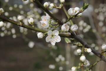 white flowers of wild plum mirabell at spring close up