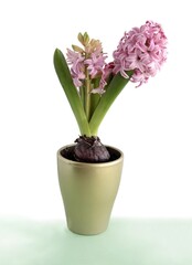 Naklejka na ściany i meble pretty hyacinth flower as potted plant at spring