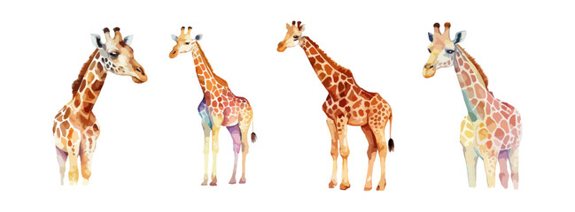 Fototapety  Set of giraffe animal watercolor isolated on white background. Cute safari, zoo, africa animal clipart. Vector illustration