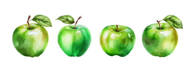 Green apple watercolor isolated on white background. Fresh summer fruit sweet set. Realistic apple vector illustration