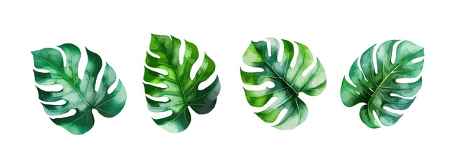 Monstera palm leaves watercolor set isolated on white background. Summer tropical green leaf foliage collection. Nature graphic vector illustration