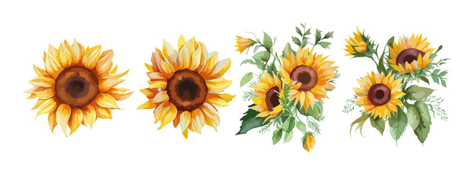 Sunflower watercolor set isolated on white background. Summer yellow blossom flowers collection. Vector illustration