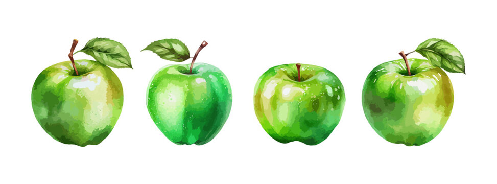 Green apple watercolor isolated on white background. Fresh summer fruit sweet set. Realistic apple vector illustration