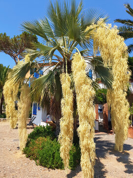 Palm tree brahea armata blooms with yellow flowers on the coast of the sea. Vertical foto.