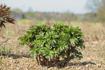 Peony bush on a field. Medium growth stage.