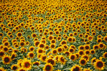 Sunflowers on the field