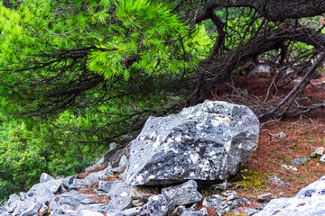 Rocks, stones, and plants on Penteli Mountain in the winter