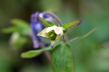 Knospe einer Gemeinen Akelei