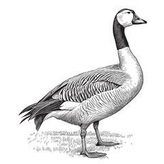 Farm goose hand drawn sketch Vector illustration Farming © BigJoy
