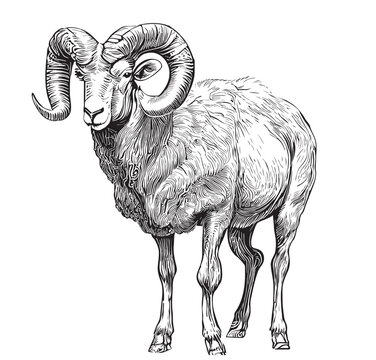 Mountain ram sheep hand drawn sketch Vector