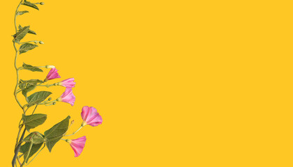 Floral border of flowering meadow wildflowers isolated on yellow background for flower design or blooms for decoration.	