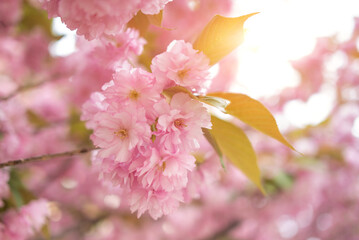 Cherry blossoms in large inflorescences at the peak of flowering.