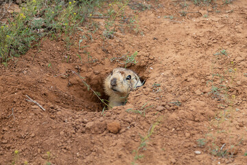Gopher peeking out of his mink in the Astrakhan steppe. Closeup