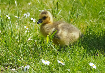 Cute newborn chick of a Canada goose on a meadow