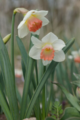 Large-cupped daffodils with white petals and pink corona.