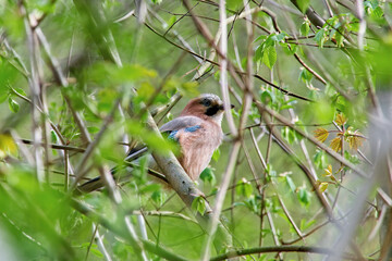Jay among the branches. Bird in the natural environment