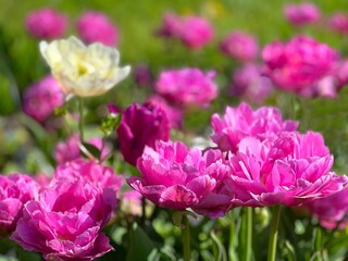 Pink peony flowers in flowerbed.