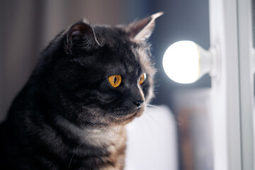 Portrait of black stripped cat