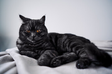 Adorable black cat lying on the bed at home.
