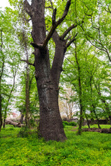Fototapeta na wymiar Very old big oak tree
