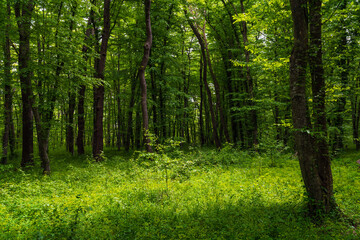 Fototapeta na wymiar Bright green spring forest landscape