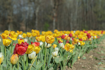 Withered yellow and red tulip blossoms on a tulip field. Flowers for cut.